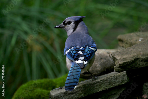 Blue Jay standing on a Piece of Rock at Eagle Creek Park in Indianapolis, IN, US