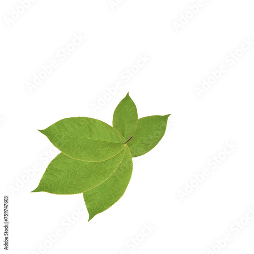 fresh organic green leaf isolated on white