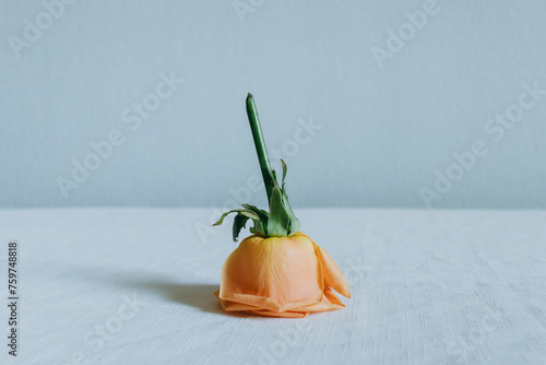 an upturned rose on a white table photo