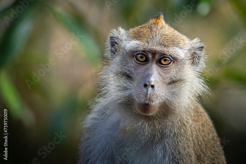 close up of a macaque