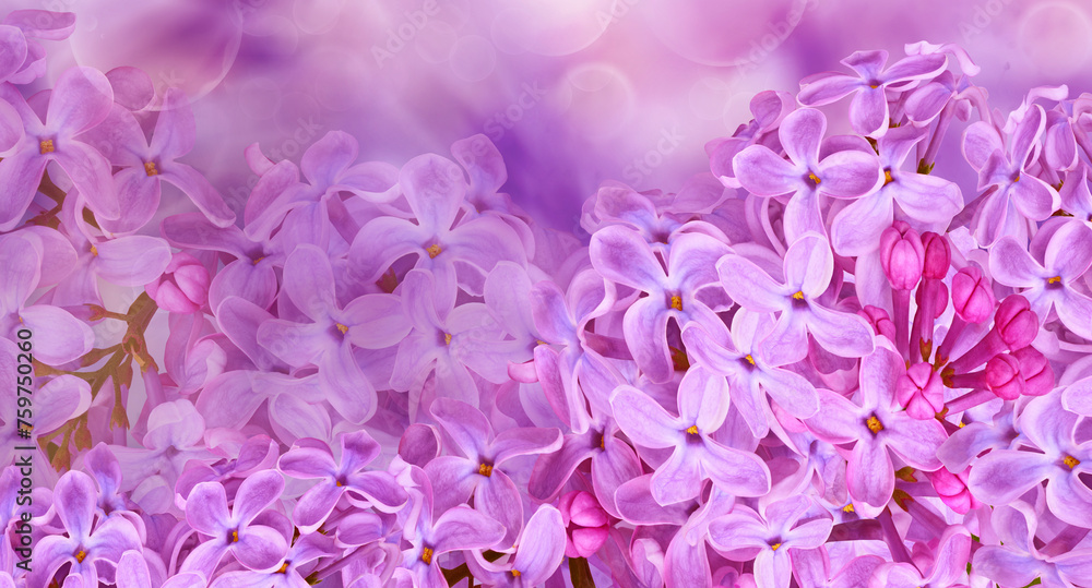Floral spring background. Lilac flowers background. Nature. Floral spring background. Lilac flowers background. Nature.