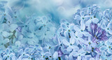 Floral spring background. Lilac flowers background. Nature.