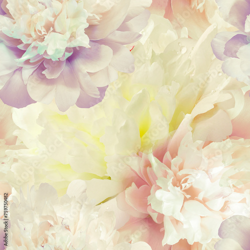 Seamless floral  background. Flowers peonies and petals peonies. Close up.