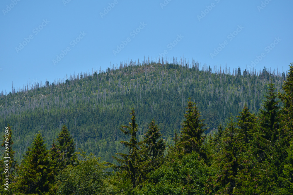 Bayerischer Wald Bayerischer Wald