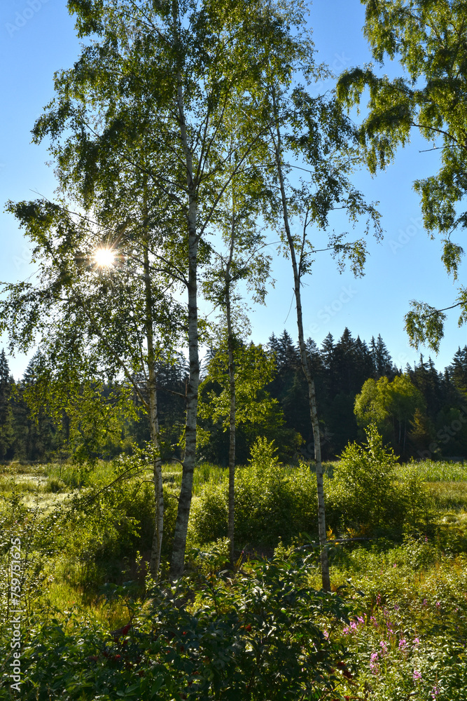 Bayerischer Wald, Hochmoor, Feuchtwiese Bayerischer Wald, Hochmoor, Feuchtwiese