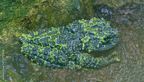 Close-up view of a Vietnamese mossy frog (Theloderma corticale)