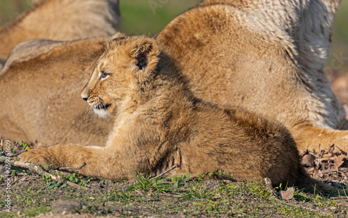 Asiatic lion cub (Panthera leo persica) rest in the sun 