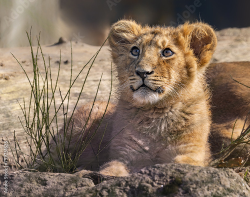 Close up view of an Asiatic lion cub (Panthera leo persica) 