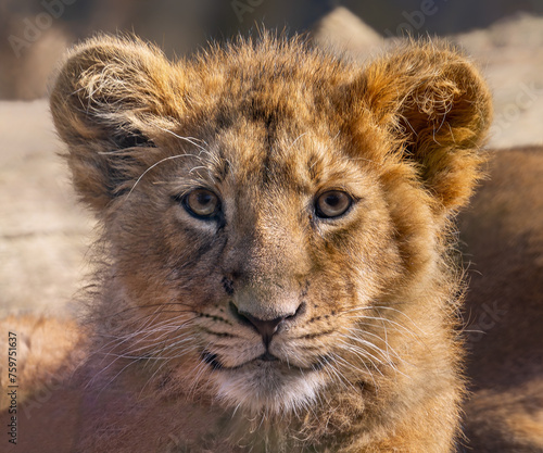 Frontal Close up view of an Asiatic lion cub (Panthera leo persica) photo