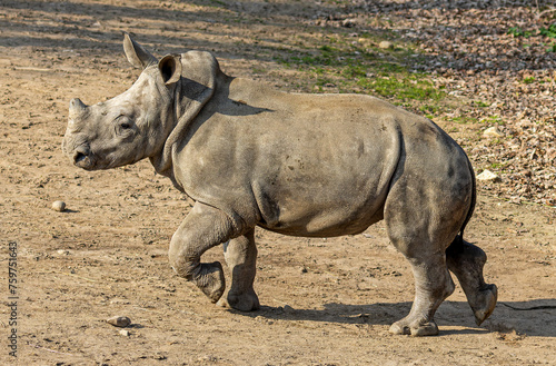 Running calf of a White rhinoceros (Ceratotherium simum)