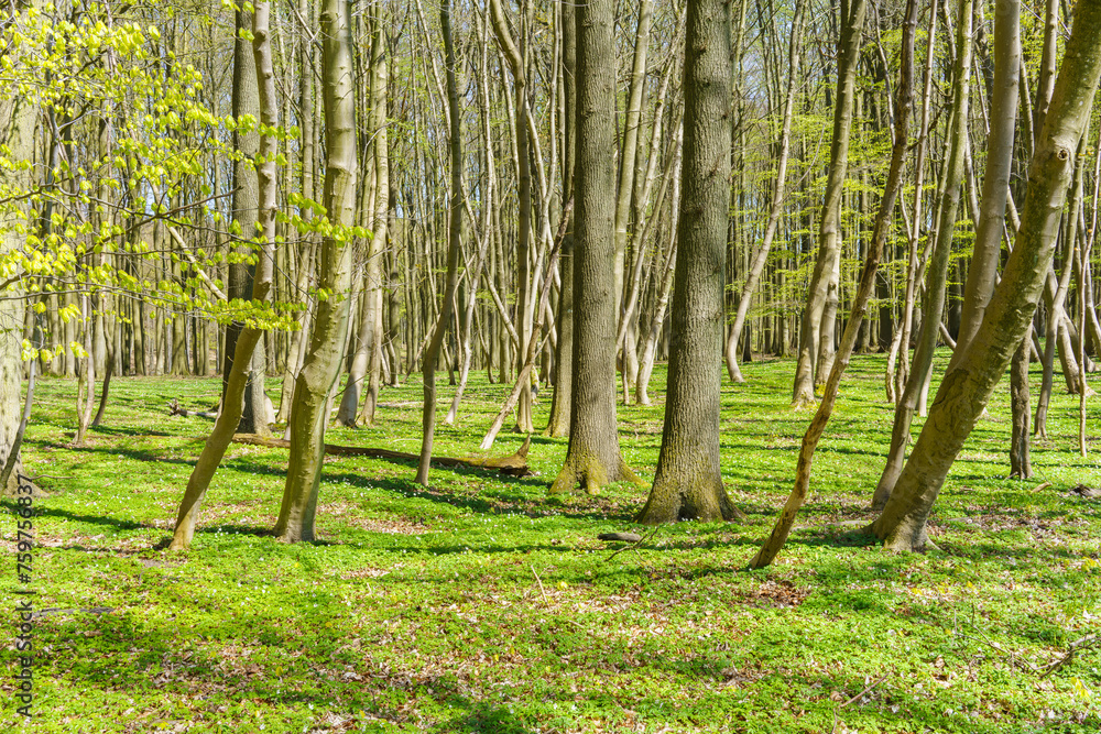 Naklejka premium Frühling und frisches Laub im Buchenwald