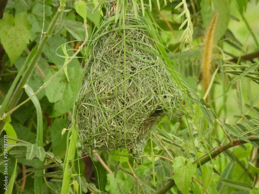 Fototapeta premium An unfinish Baya Weaver bird nest. This photo is recorded at Sekinchan, Selangor, Malaysia.