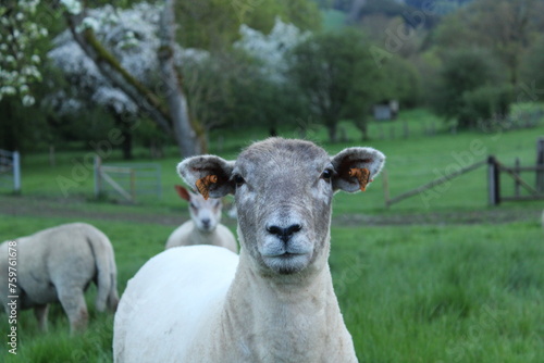 sheep and lamb