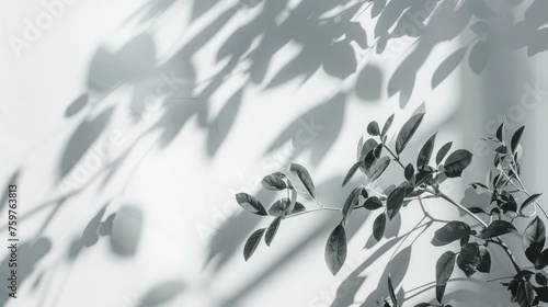 Wallpaper Mural Branch with Leaves Casting Shadows on White Wall Torontodigital.ca