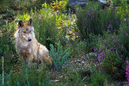 leader of a pack of wolves watching from the bushes in the mountains of sanabria