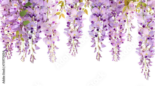 branch of beautiful hanging purple wisteria flowers isolated on white background PNG