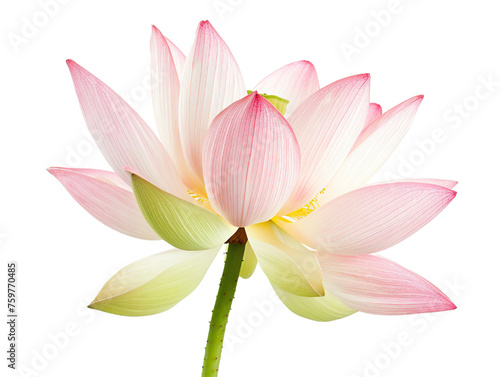 one pink lotus flower isolated on white background