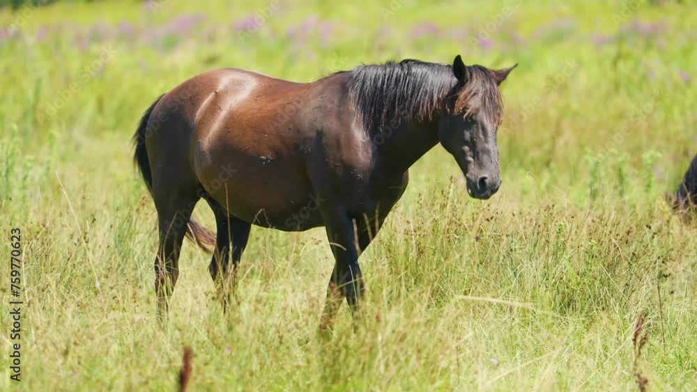 Brown Horse and many annoying flies. Farm animal graze in meadow Brown Horse and many annoying flies. Farm animal graze in meadow