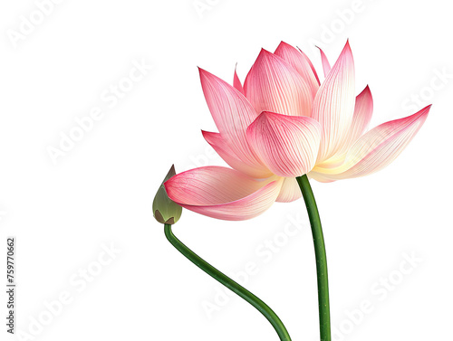 one pink lotus flower isolated on white background