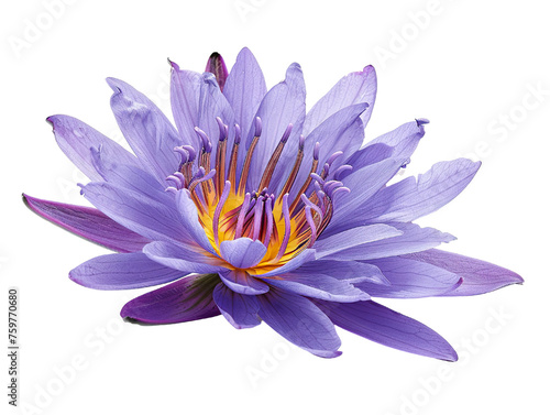 one water lily flower isolated on white background