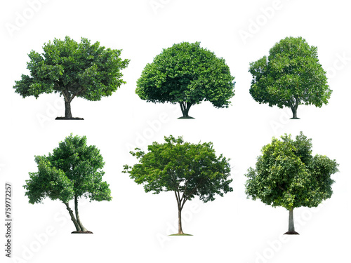 Trees isolated  transparent background