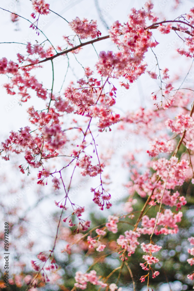 Ethereal Beauty of Weeping Sakura in Heian Jingu, Kyoto Ethereal Beauty of Weeping Sakura in Heian Jingu, Kyoto