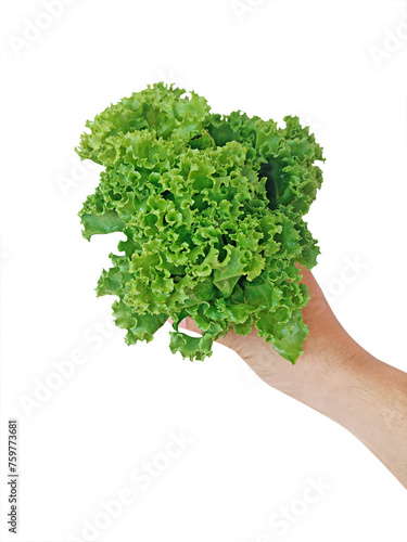 lettuce salad in hand, transparent background