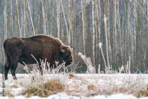 European bison (Bison bonasus) in winter Bialowieza forest, Poland