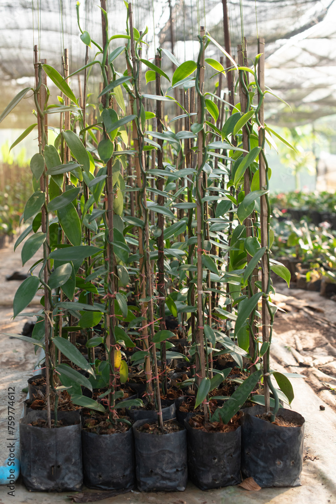Vanilla vine is growing on plantation, Vanilla fargrans (Salish) Ames, Vanilla Planifolia, Vertical image