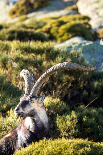 male mountain goat among the bushes in the Sierra de Gredos with its horns in the sun