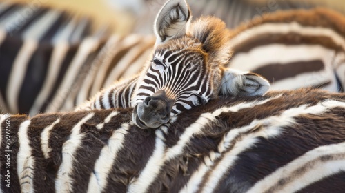 Wide angle shot of a baby zebra sleeping in its mother's arms in the forest.
