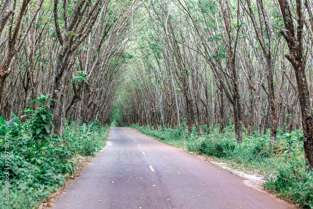 Fototapeta premium Close-up background of Thai rubber trees, southern economic crops. It is widely planted, in some places there is a road that cuts through it to form a beautiful, cool tunnel.