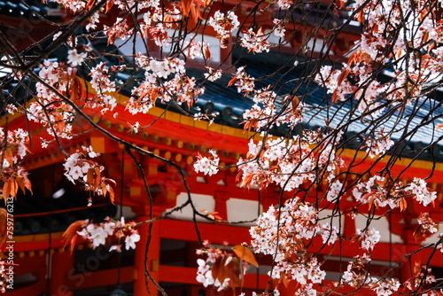 Kyoto’s Heian Shrine: A Canopy of Sakura Splendor