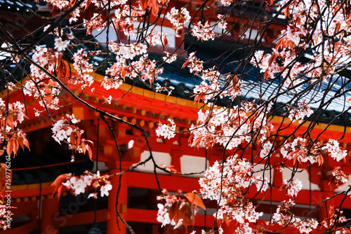 Kyoto’s Heian Shrine: A Canopy of Sakura Splendor