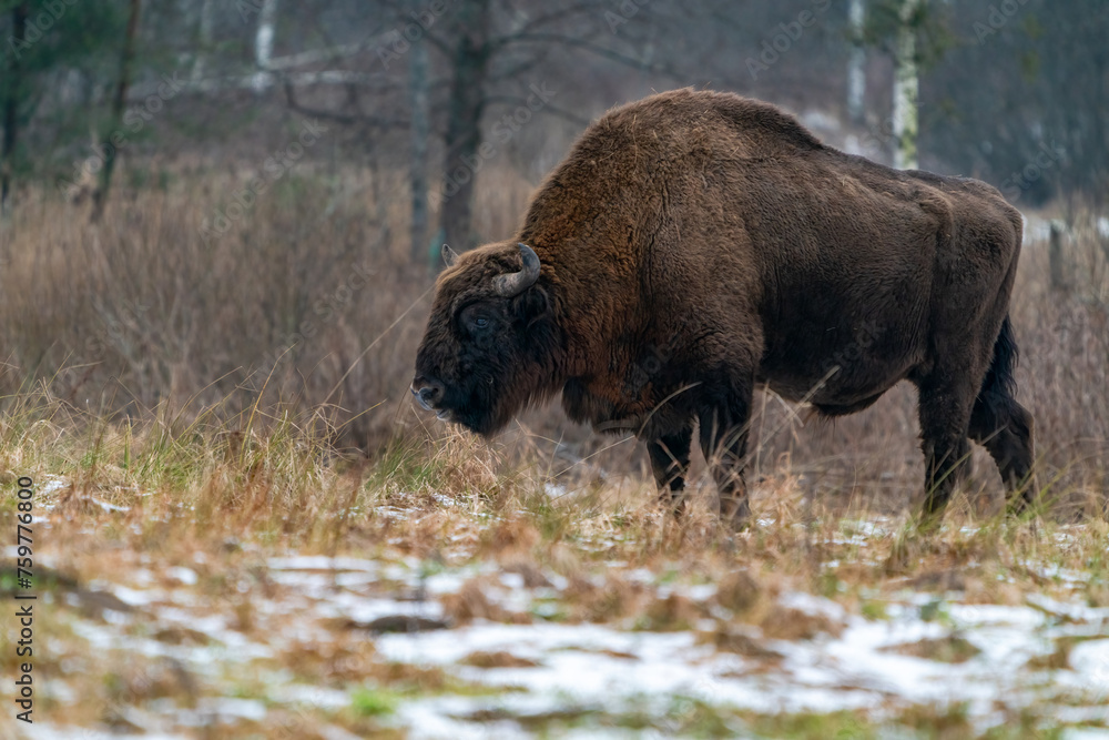 European bison (Bison bonasus) in winter Bialowieza forest, Poland European bison (Bison bonasus) in winter Bialowieza forest, Poland