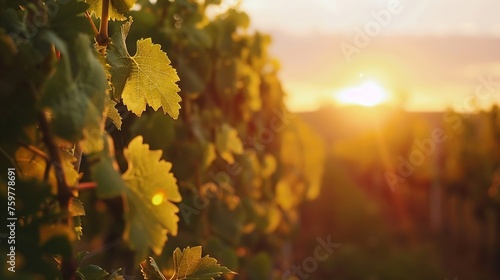 Generative AI : Vineyards at sunset with beautiful light. Gascony, France photo