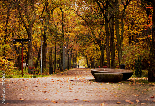 Fototapeta Naklejka Na Ścianę i Meble -  
A path in a park with trees and benches
