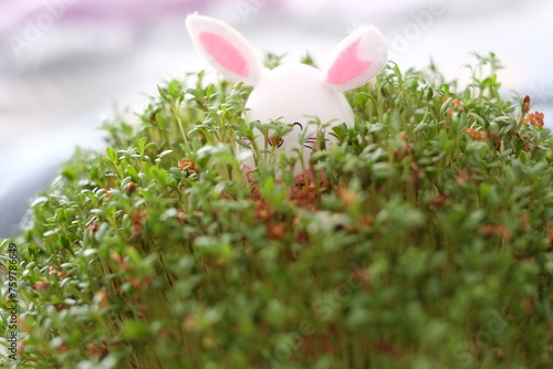 happy easter, rabbit and cress photo