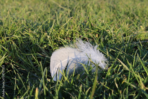 white feather on green grass