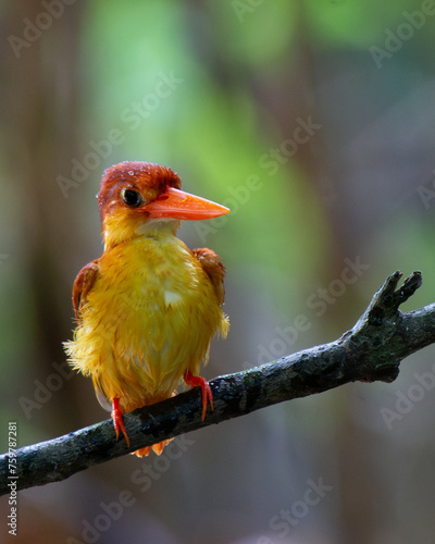 rufous backed kingfisher photo