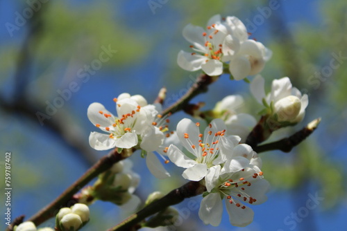 blooming tree