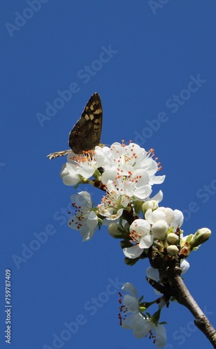 butterfly on a branch