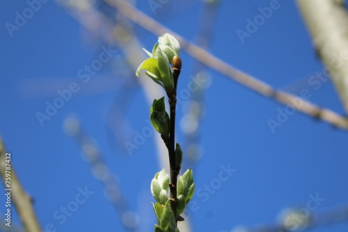 spring flowers on sky