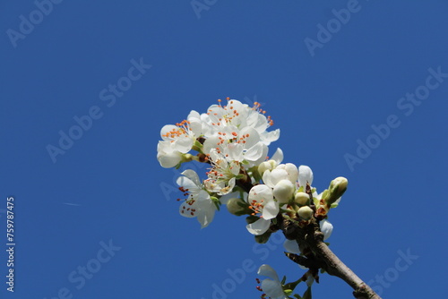 tree blossom