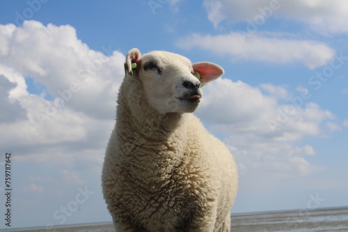 sheep on a dike in terschelling