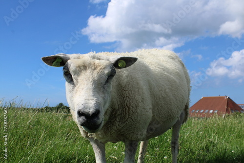 Sheep on a dike on Terschelling