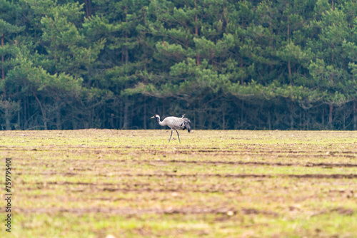 Common Crane (Grus grus) in Bialowieza park, poland