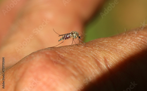Gemeine Stechmücke - Northern house mosquito