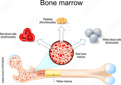 bone marrow. Hematopoiesis.