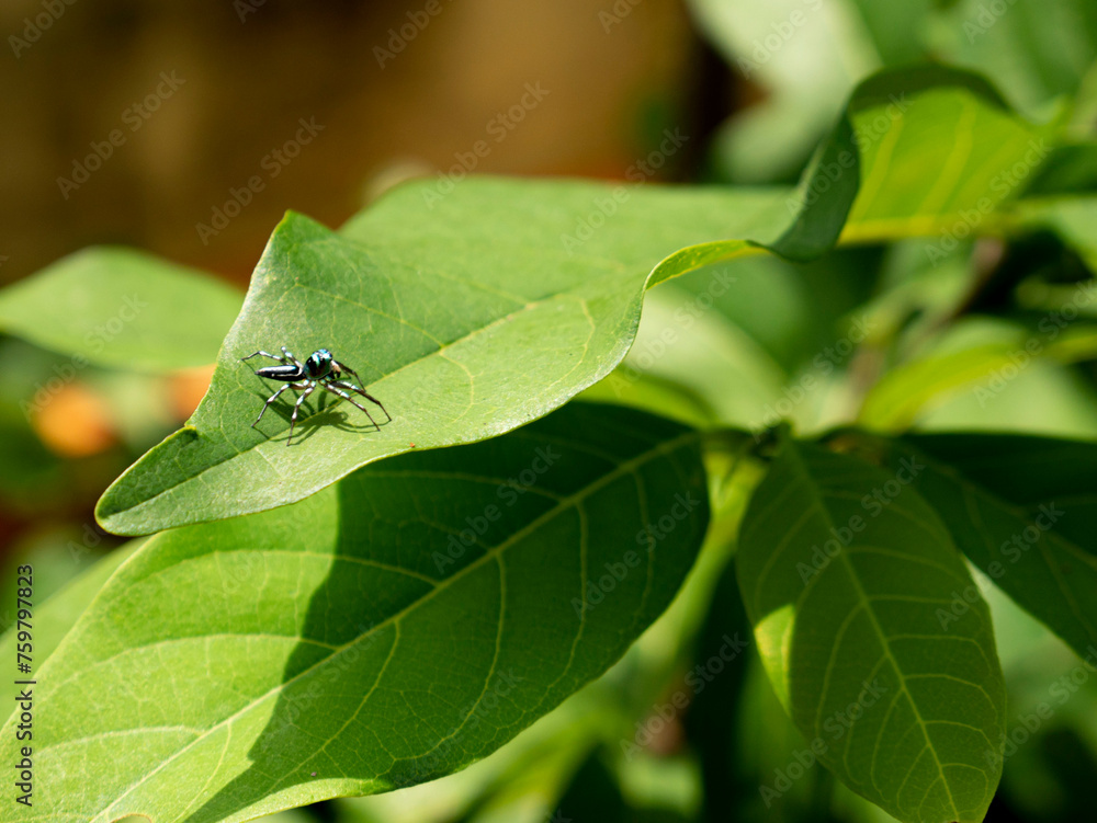 Metallic small spider on avocado leaf. Metallic blue head color. Metallic small spider on avocado leaf. Metallic blue head color.